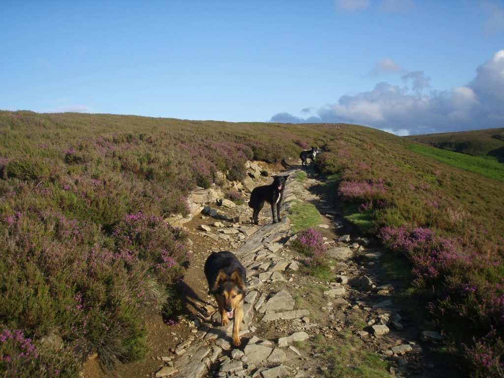 running with dogs 8 (1).jpg